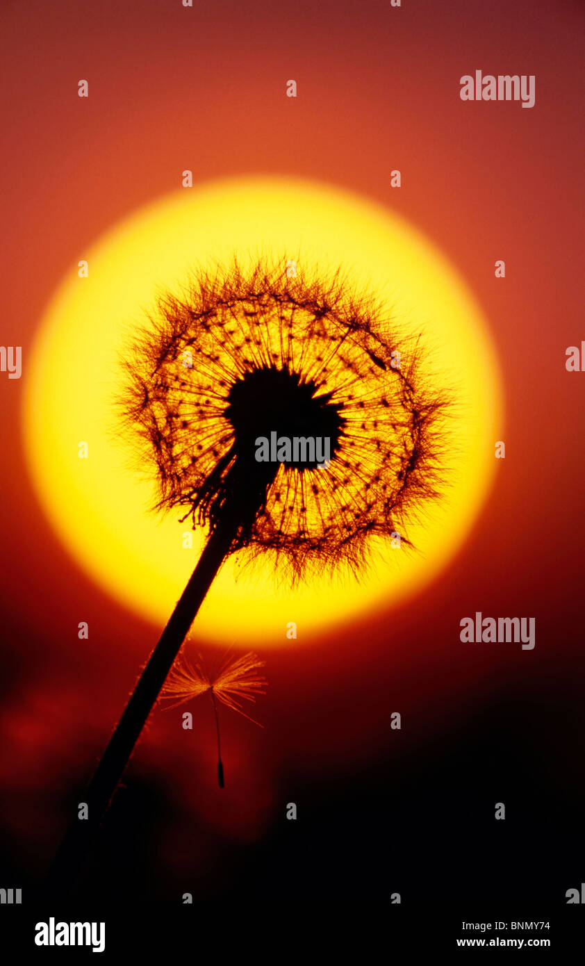 Close up of Dandelion Seed et coucher du soleil à Alaska Banque D'Images
