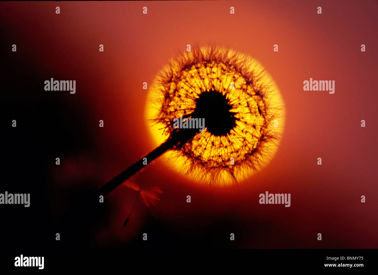 Close up of Dandelion Seed et coucher du soleil à Alaska Banque D'Images