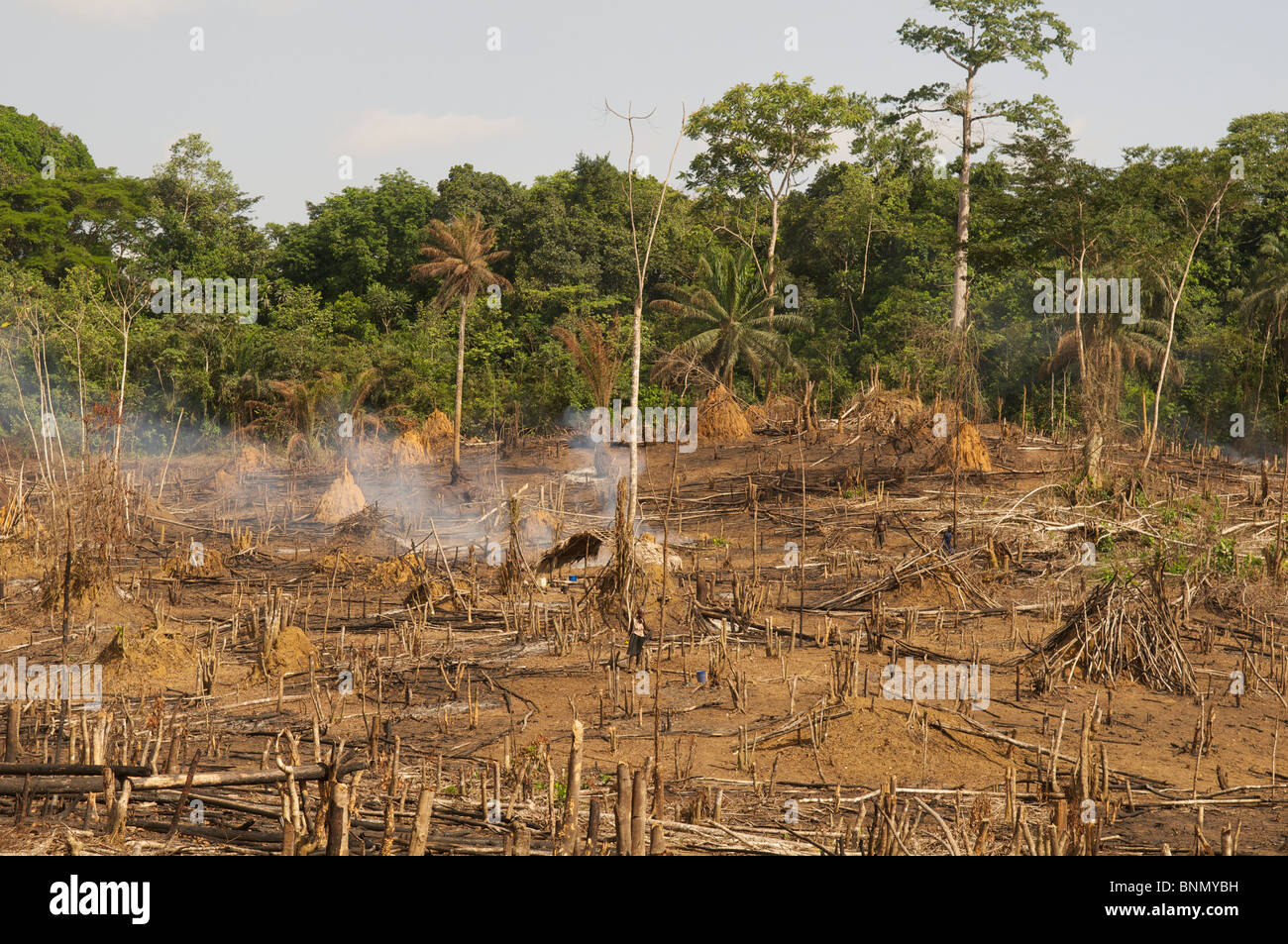 Slash & burn la déforestation au Libéria Banque D'Images