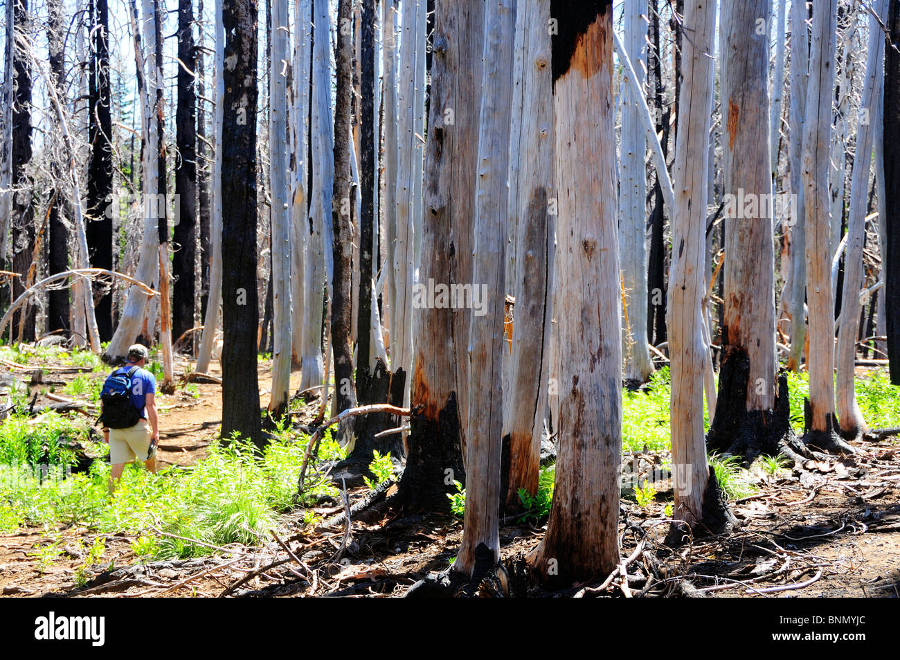 Randonnée homme Burnt Forest Arbres morts la Forêt Nationale de Deschutes central Oregon Bend Oregon USA Banque D'Images