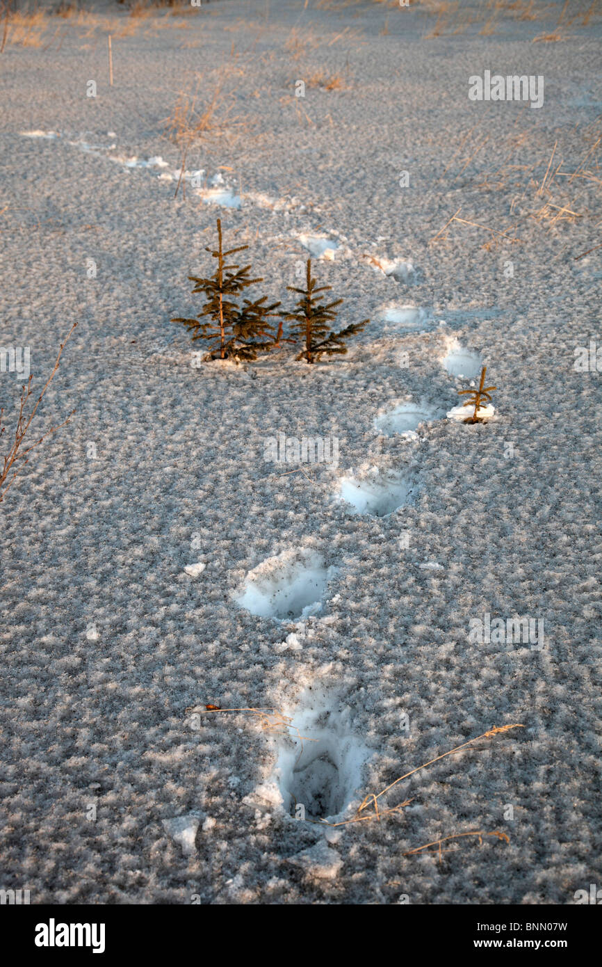 Des traces de pas dans la neige montrent une couche de cendres de Mt.Redoubt en Alaska, les éruptions Banque D'Images