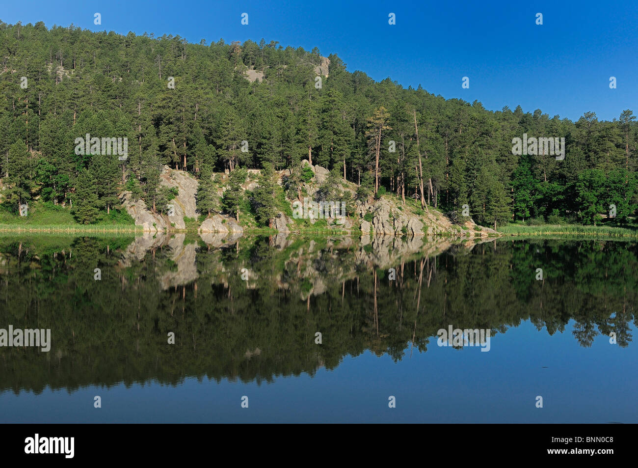 Lac de Horsethief Black Hills du Dakota du Sud USA lac forêt d'eau Banque D'Images