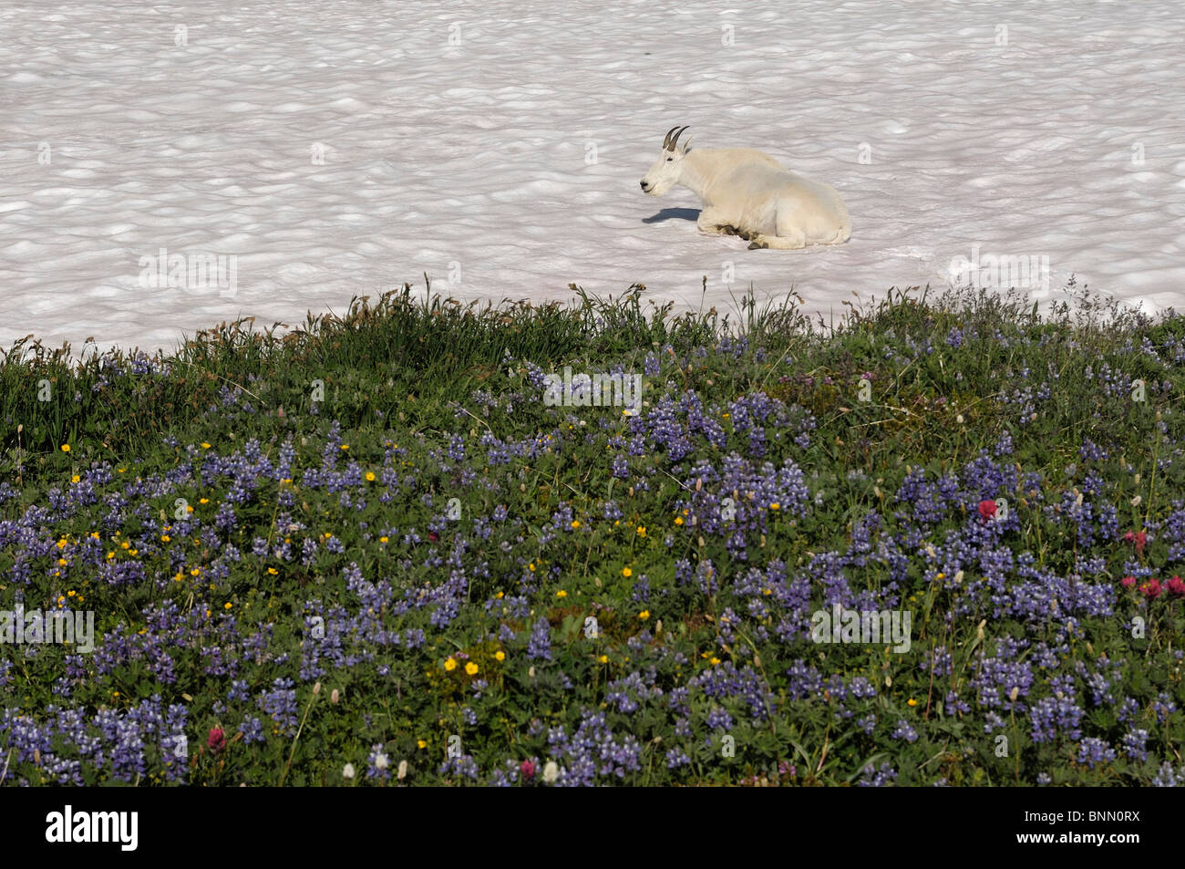 La Chèvre de montagne Oreamnos americanus champ de neige dans la vallée du Paradis Mt. Rainier National Park Washington USA fleurs Banque D'Images