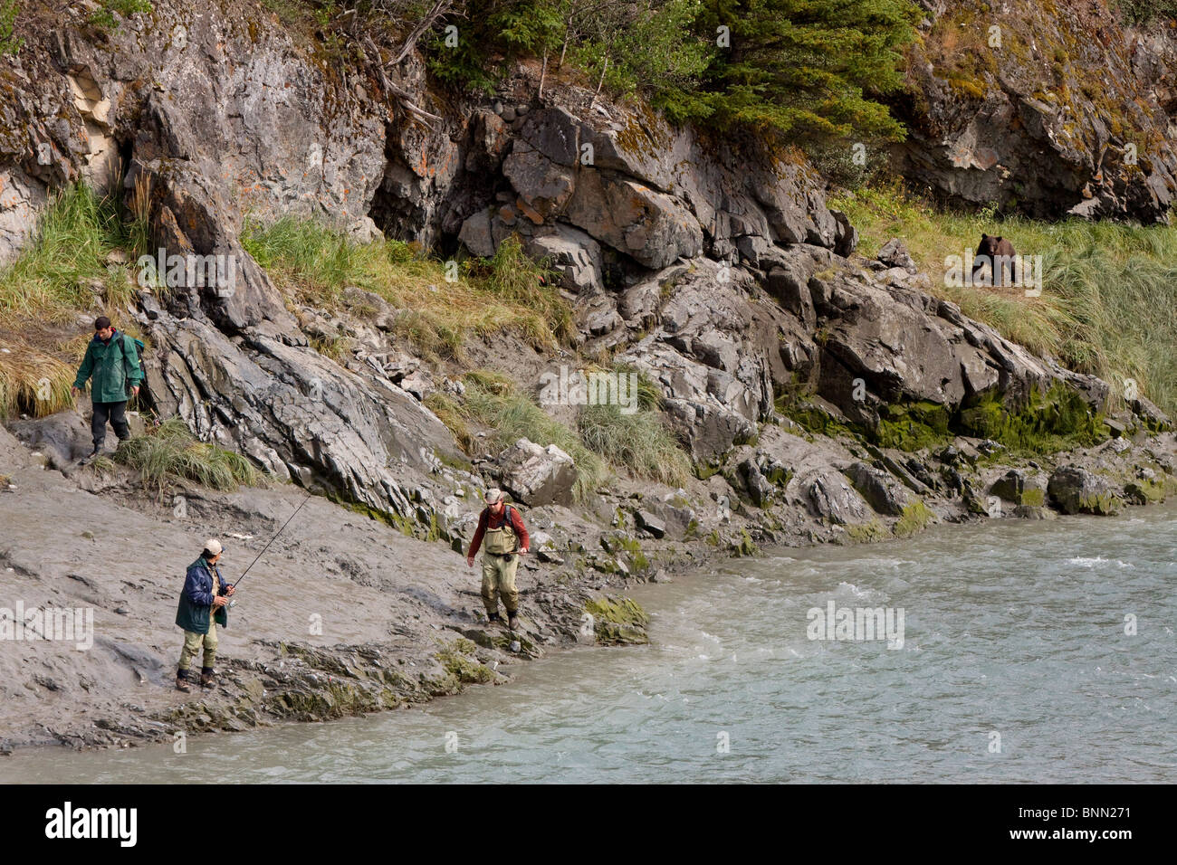 Trois congés pêcheur les rives du ruisseau d'oiseaux comme les approches de l'ours brun le long du rivage, Alaska Banque D'Images