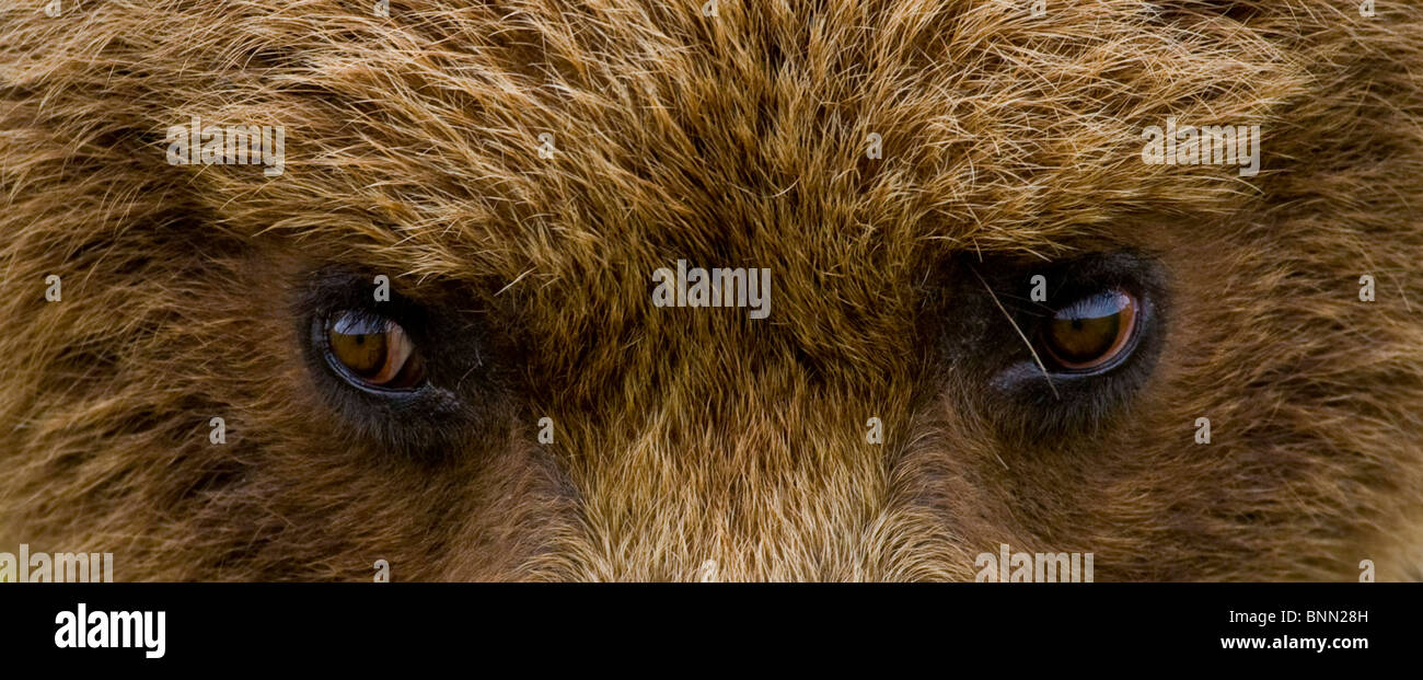 Close up de l'ours brun dans les yeux Hallo Bay, Katmai National Park,  Alaska, l'été Photo Stock - Alamy