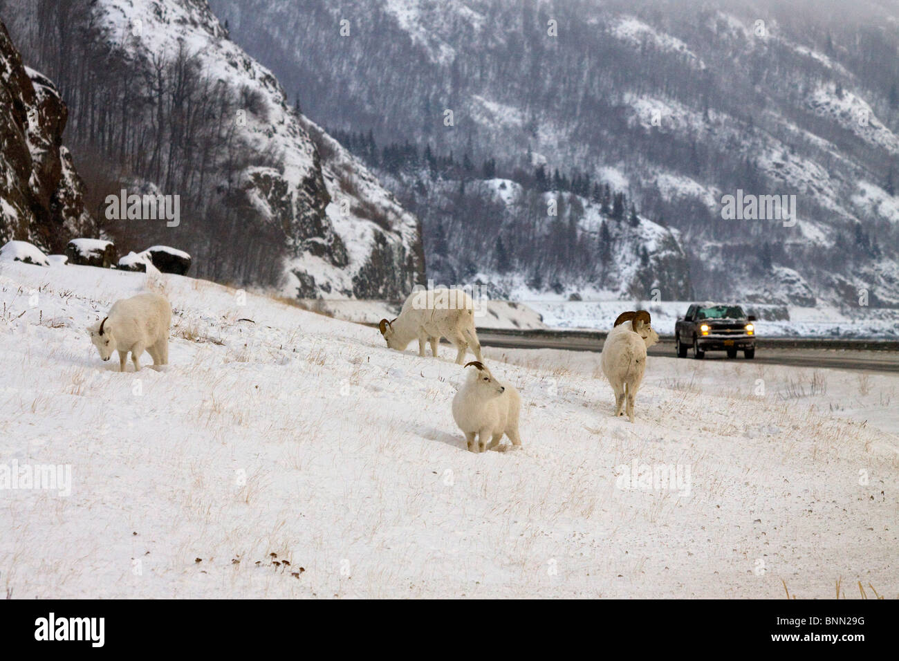 Bande de Dall se nourrissent de graminées d'hiver dans la neige le long de l'autoroute de Seward, Alaska Banque D'Images