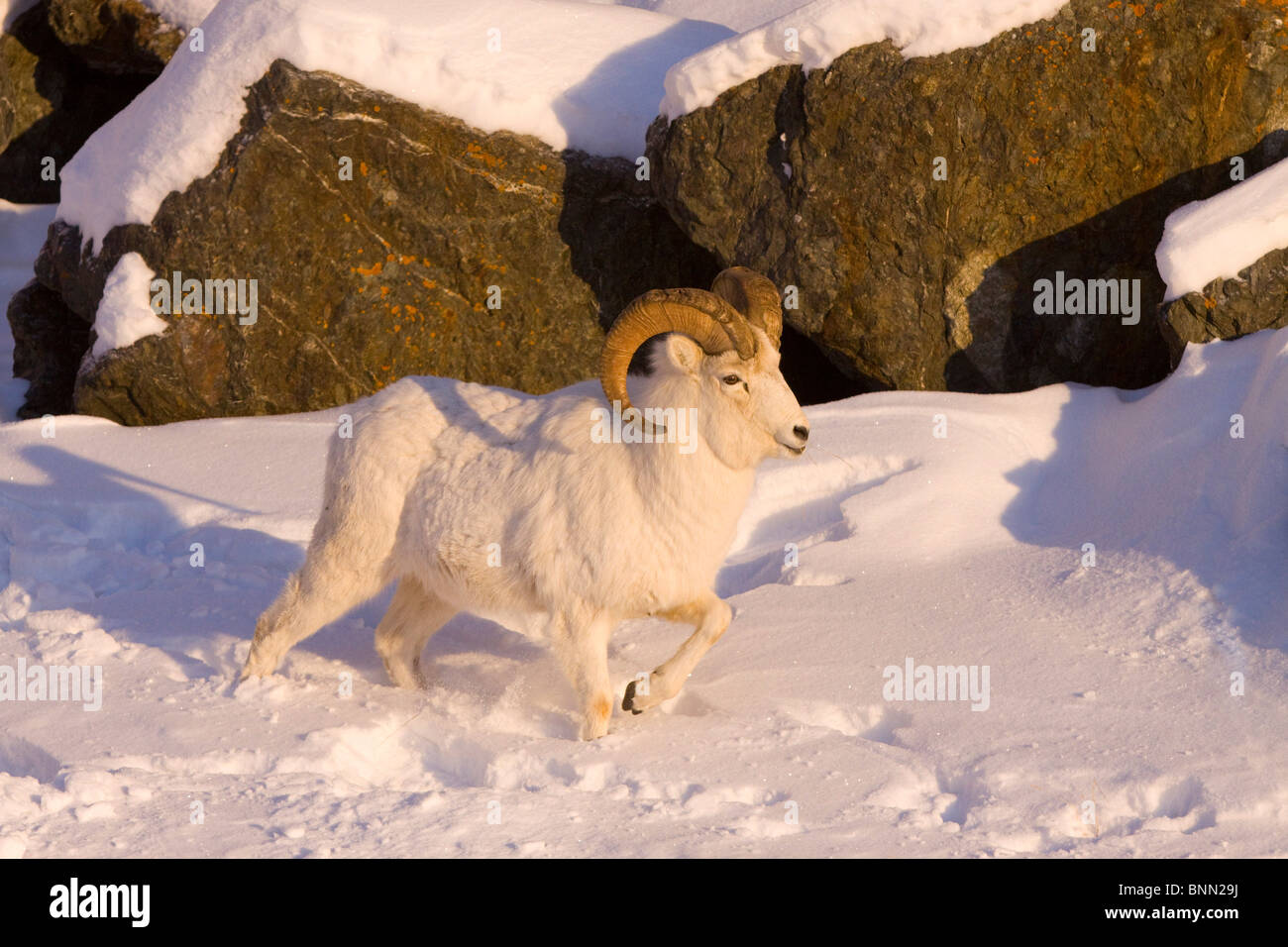 Une ram Dall promenades à travers la neige profonde près de Beluga Point, le long de l'autoroute de Seward, Alaska Banque D'Images