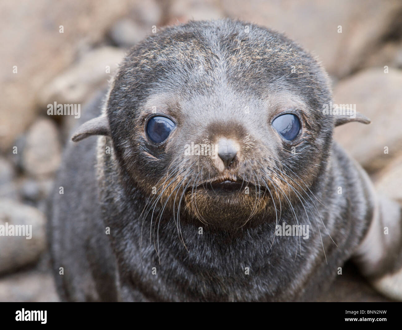 Portrait D Un Bebe Phoque A Fourrure Du Nord L Ete L Ile Saint Paul Alaska Photo Stock Alamy