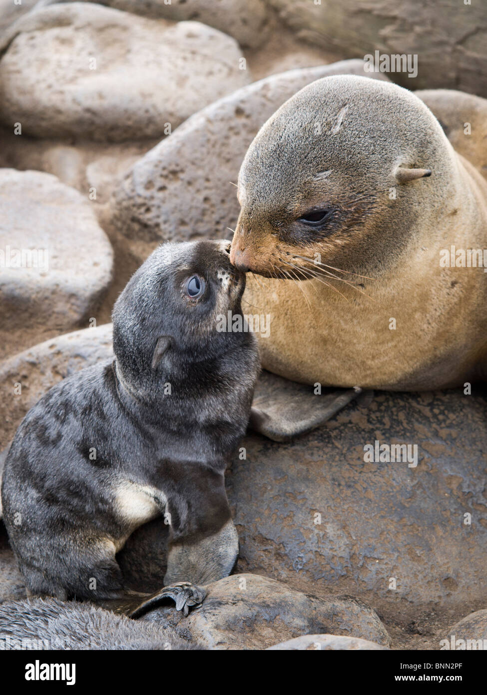Portrait D Une Otarie A Fourrure Du Nord La Mere Et Le Nouveau Ne Pup L Ile Saint Paul L Alaska L Ete Photo Stock Alamy