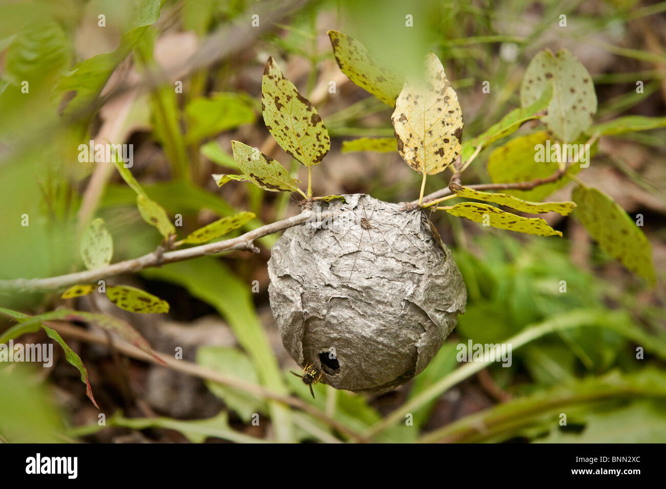 Daddy Long Legs Spider se trouve sur une veste jaune nid, Anchorage, Alaska Banque D'Images