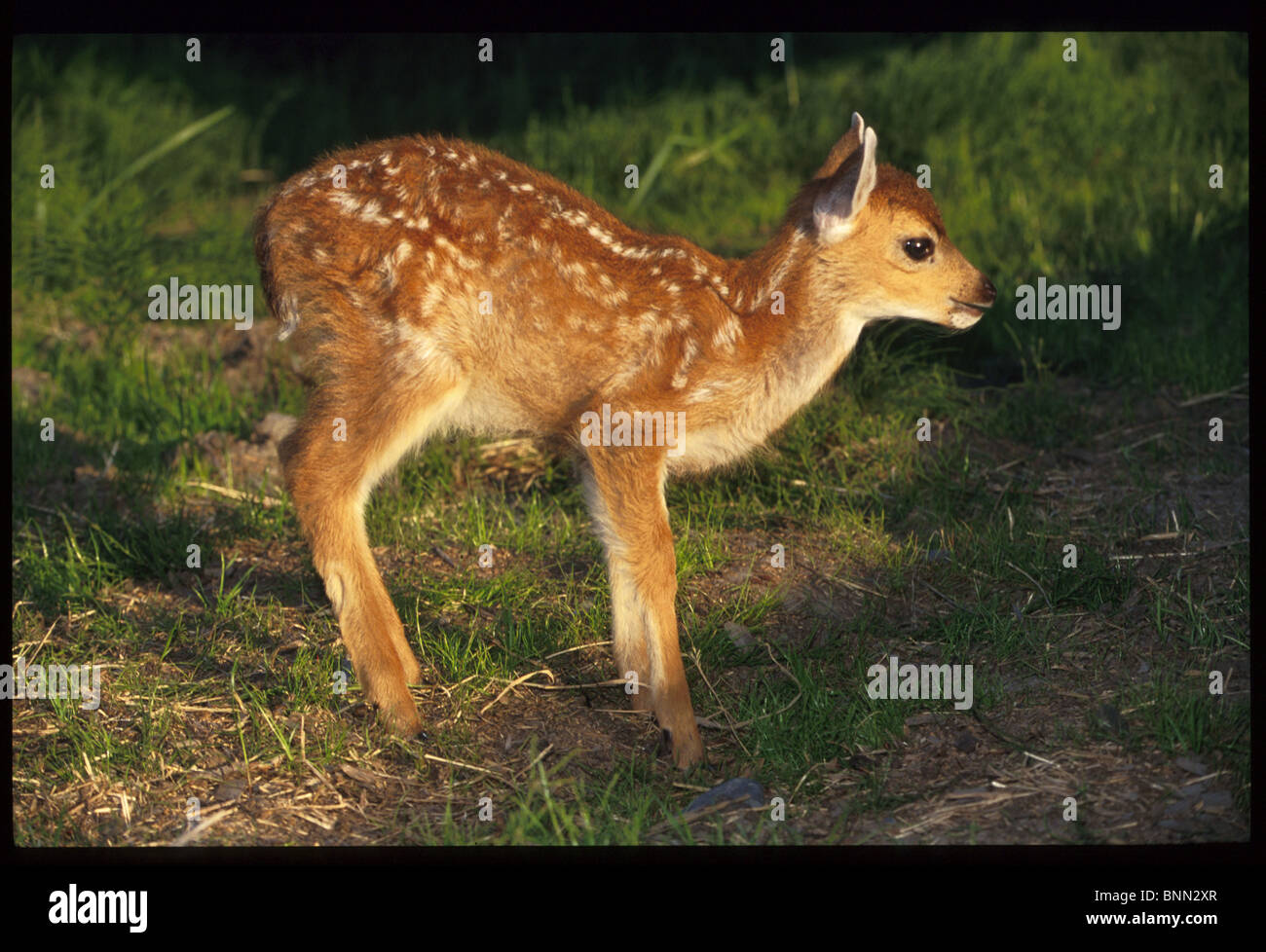 Fauve à queue noire de Sitka en Alaska au Gros Southcentral AK portrait d'été Banque D'Images