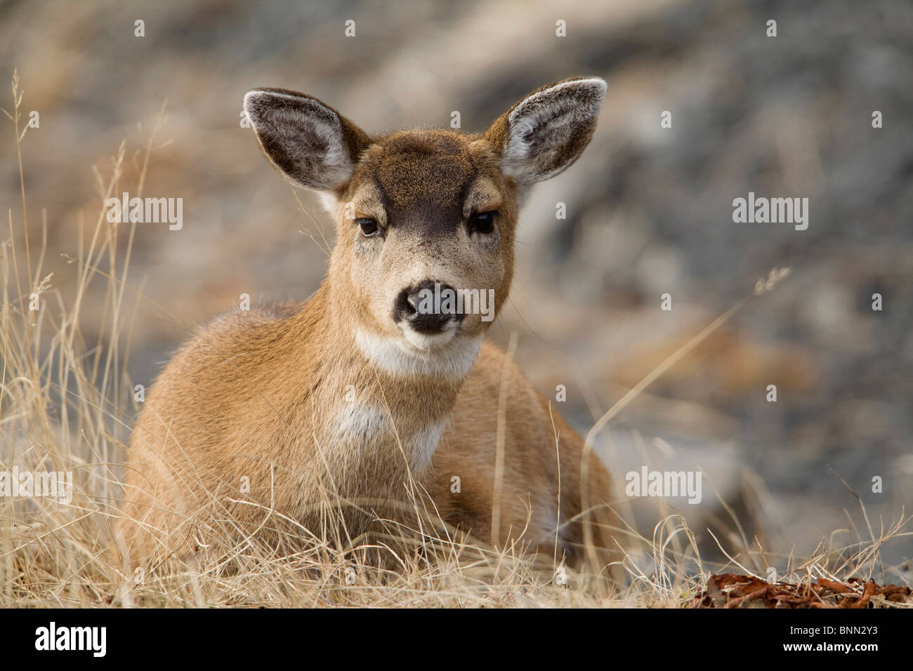 Gros plan d'une biche à queue noire de Sitka lits vers le bas en hiver sur l'île Kodiak, sud-ouest de l'Alaska Banque D'Images
