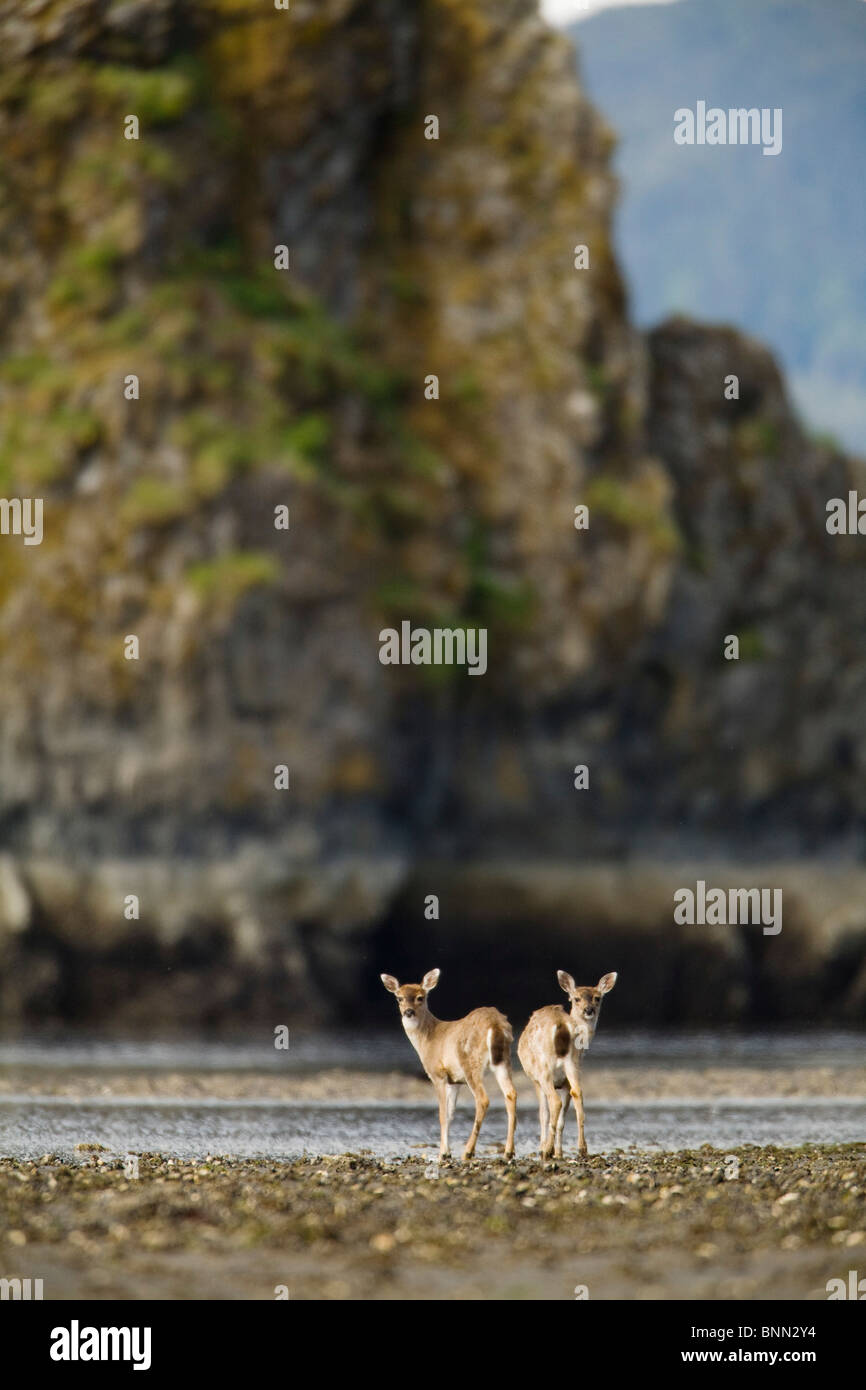 Deux femmes du cerf à queue noire de Sitka debout sur la plage de Boswell Bay, l'île de Hinchinbrook, Prince William Sound, Alaska Banque D'Images