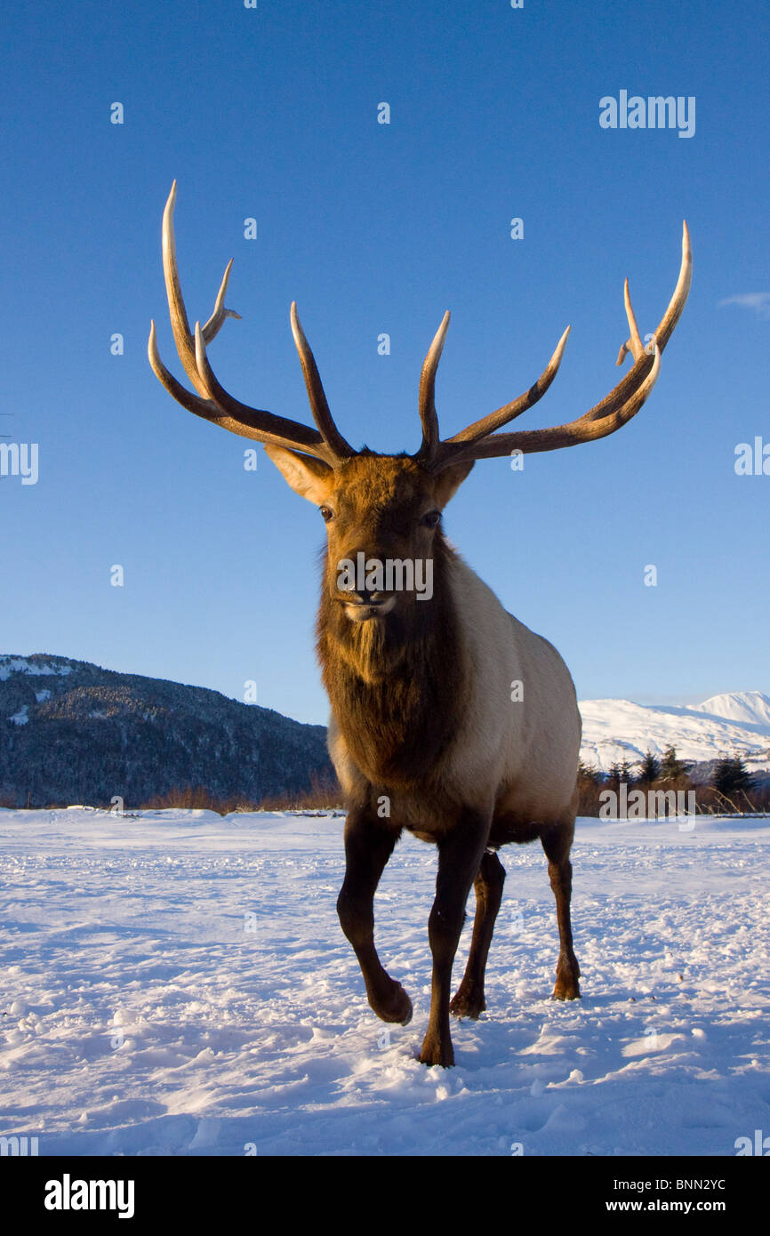 Le wapiti de Roosevelt captive bull charge en hiver à l'Alaska Wildlife Conservation Center, Alaska Banque D'Images
