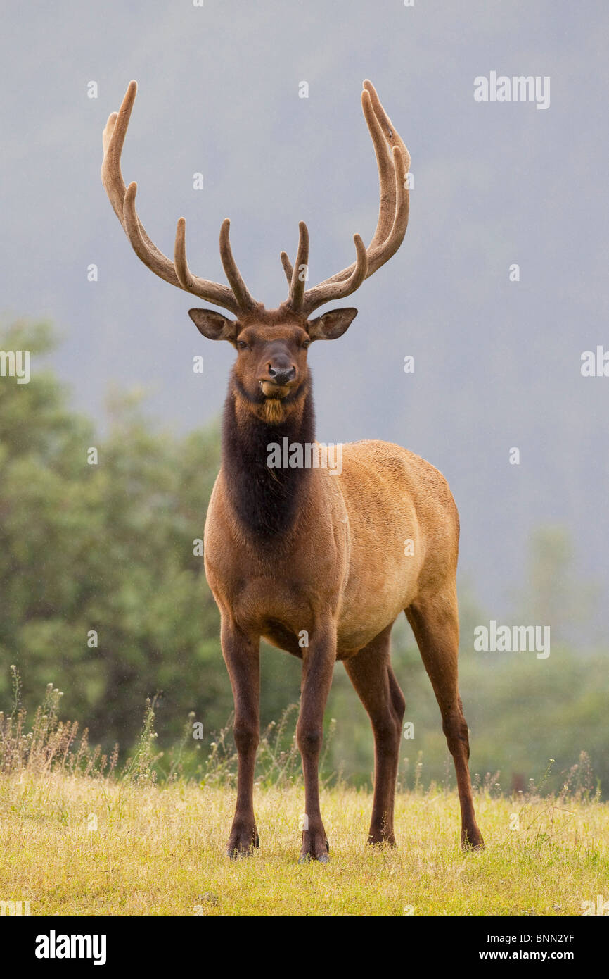 Bull en captivité le wapiti de Roosevelt avec bois en velours s'alerte au Centre de Conservation de la faune de l'Alaska (Alaska) Banque D'Images