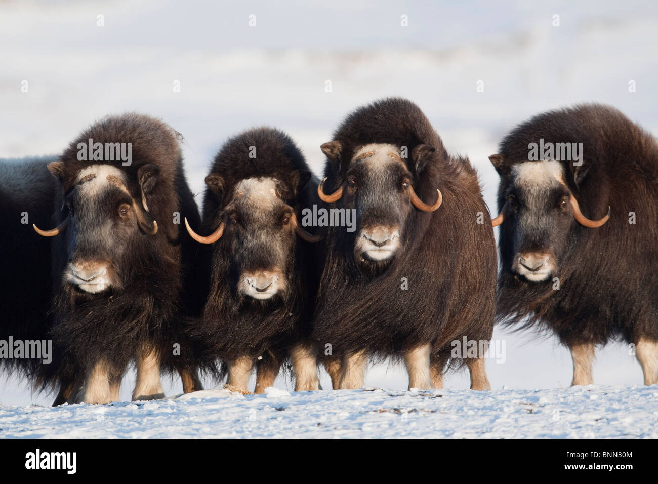 Le bœuf musqué vaches dans un lineup défensive en hiver sur la péninsule de Seward près de Nome, Alaska arctique Banque D'Images