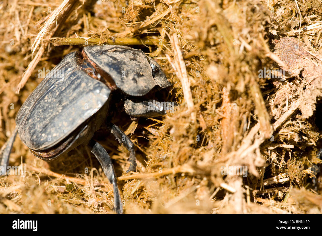 Bousier Phanaeus vindex Banque D'Images