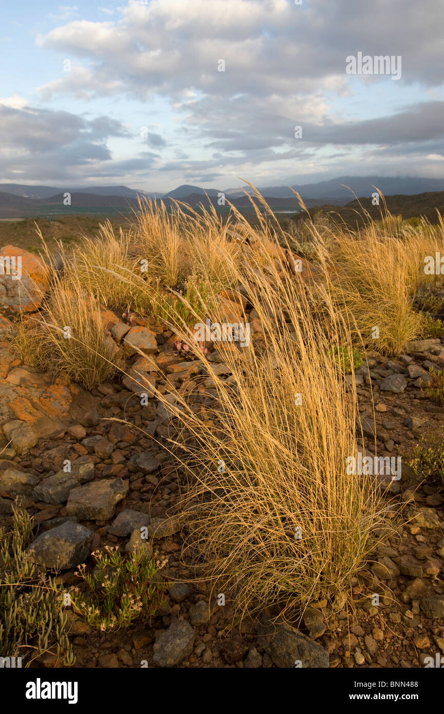 Le but de la production sud-africaine de Klein Karoo Banque D'Images