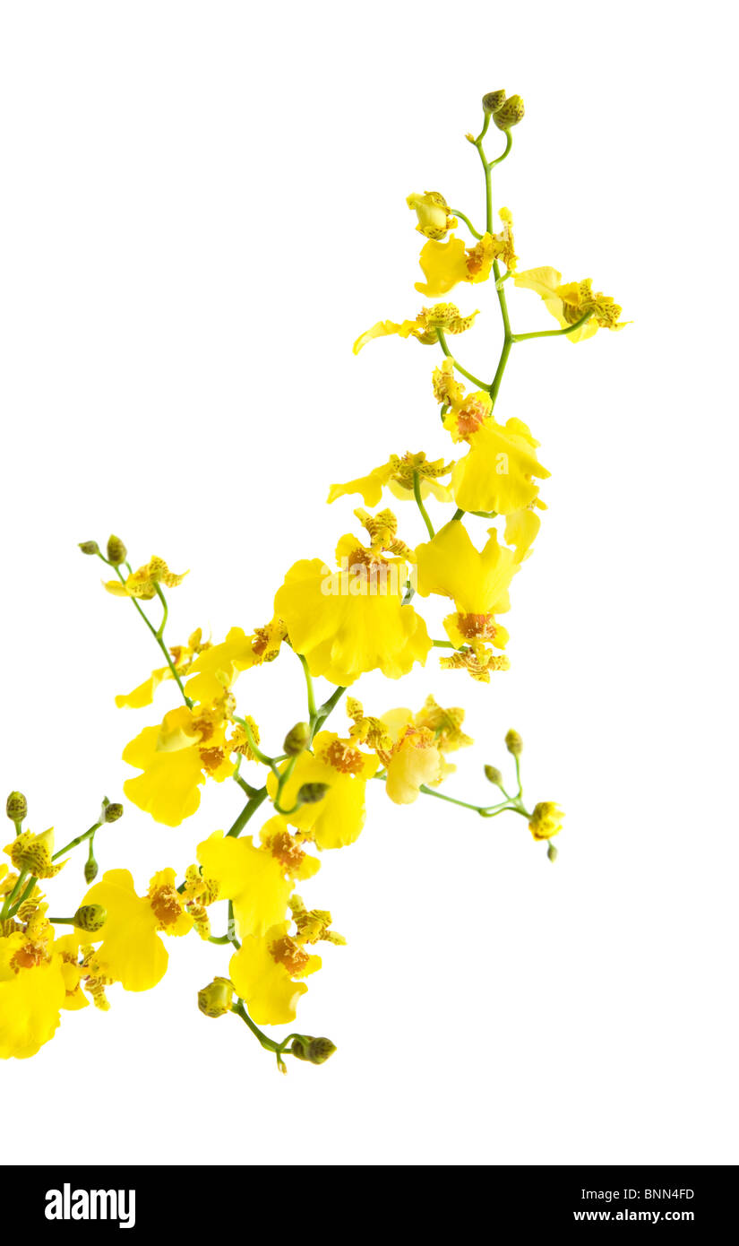 Orchidée Oncidium jaune isolé sur fond blanc ; composition diagonale Banque D'Images