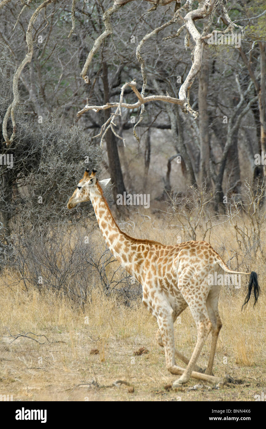 Girafe du parc national de Hwange au Zimbabwe Banque D'Images