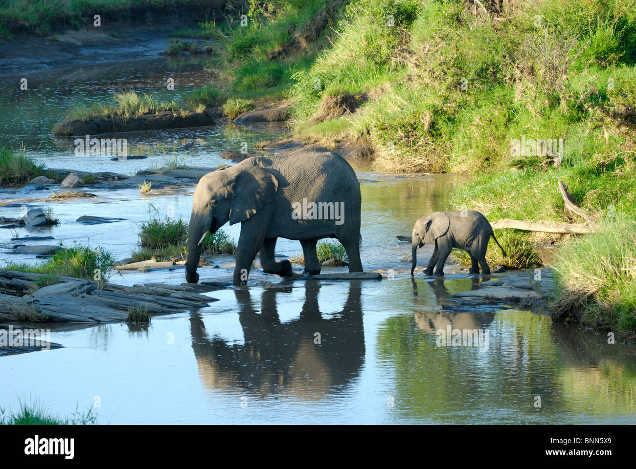 L'éléphant africain, les adultes et les juvéniles, Loxodonta africana, de la rivière Talek, Masai Mara National Reserve, Kenya Banque D'Images