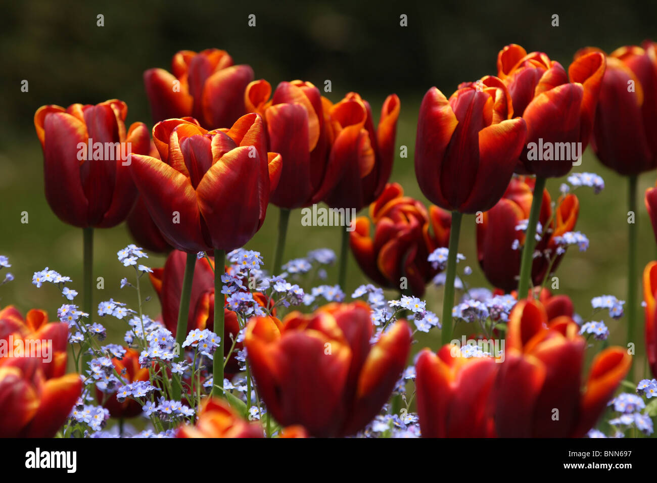 De nombreuses tulipes rouge vif avec du jaune sur le bord des pétales et ne m'oubliez pas les fleurs. Banque D'Images