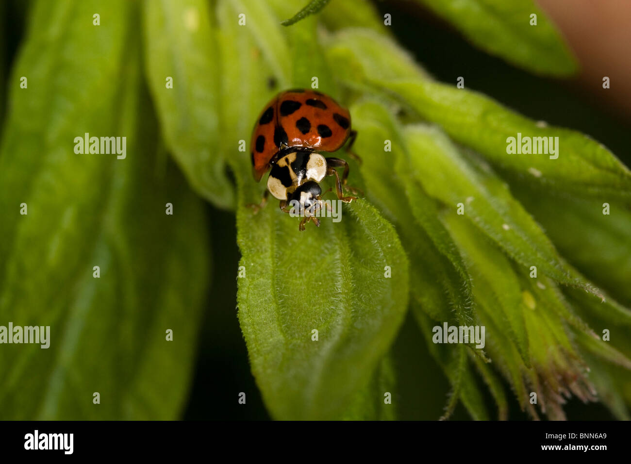 Une coccinelle sur une feuille face caméra Banque D'Images