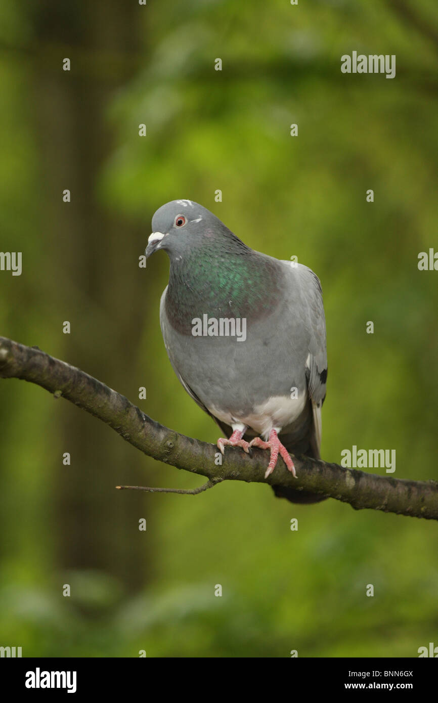 Shot vertical d'un pigeon sur une branche contre le feuillage vert brillant Banque D'Images