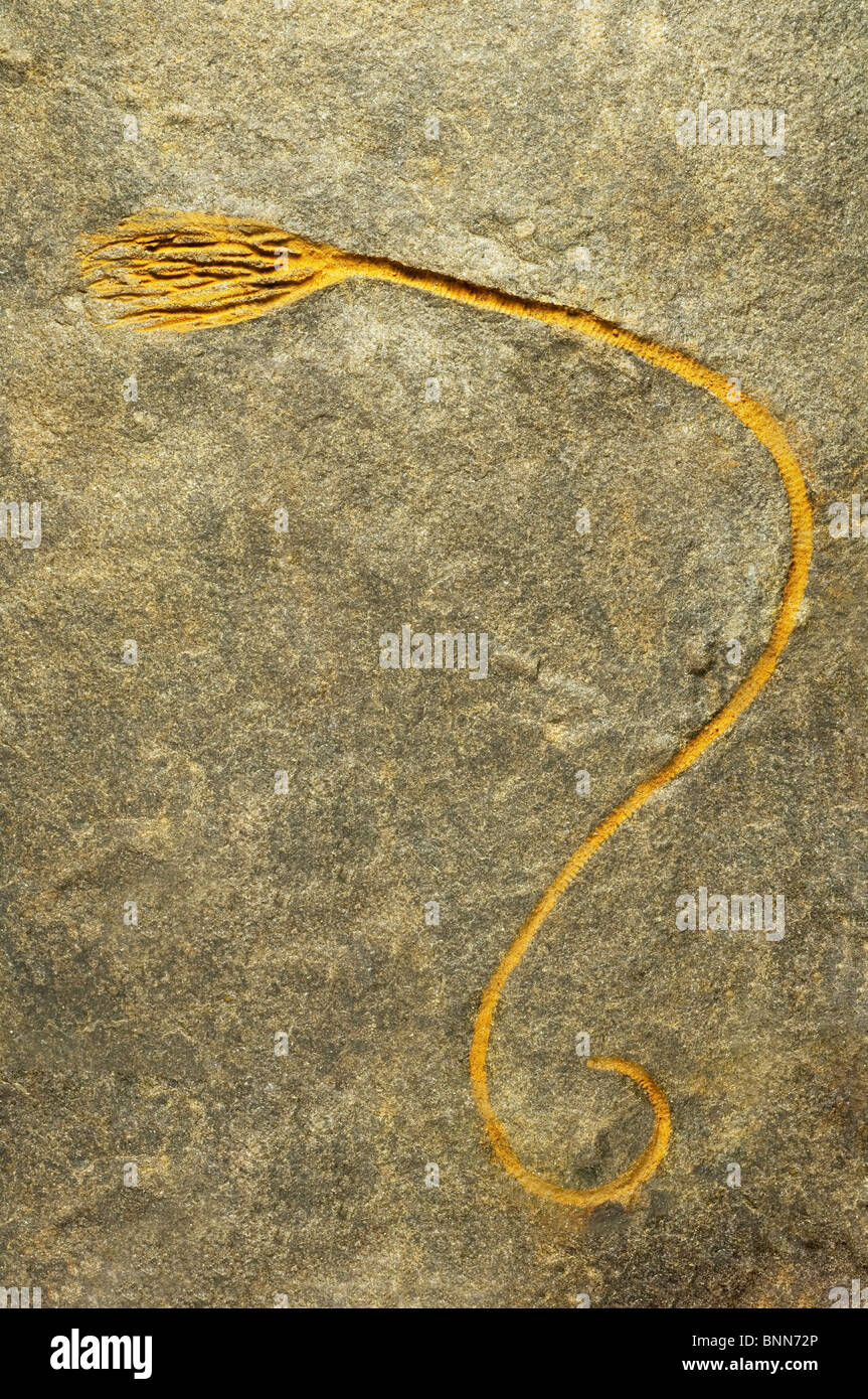 Fossile de crinoïde Banque D'Images