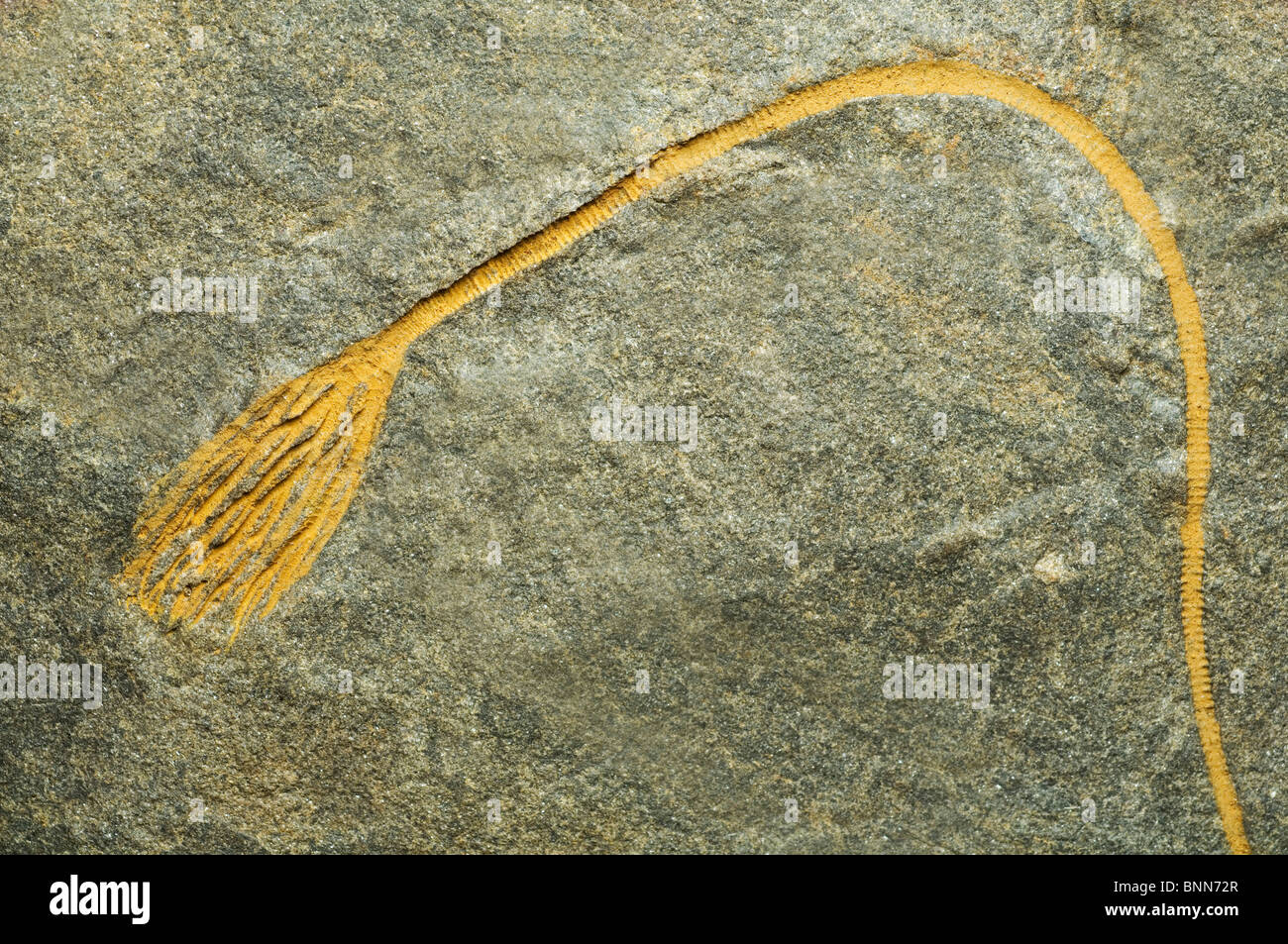Fossile de crinoïde Banque D'Images