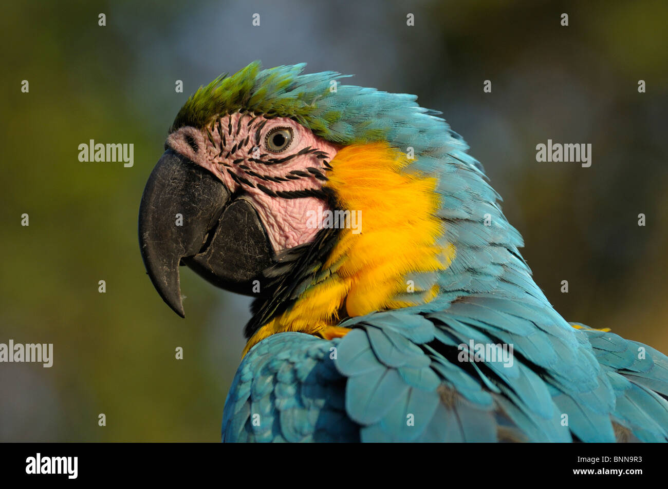Portrait d'oiseaux Ara bleu jaune Colombie Amérique du Sud Banque D'Images Portrait d'oiseaux Ara bleu jaune Colombie Amérique du Sud Banque D'Images