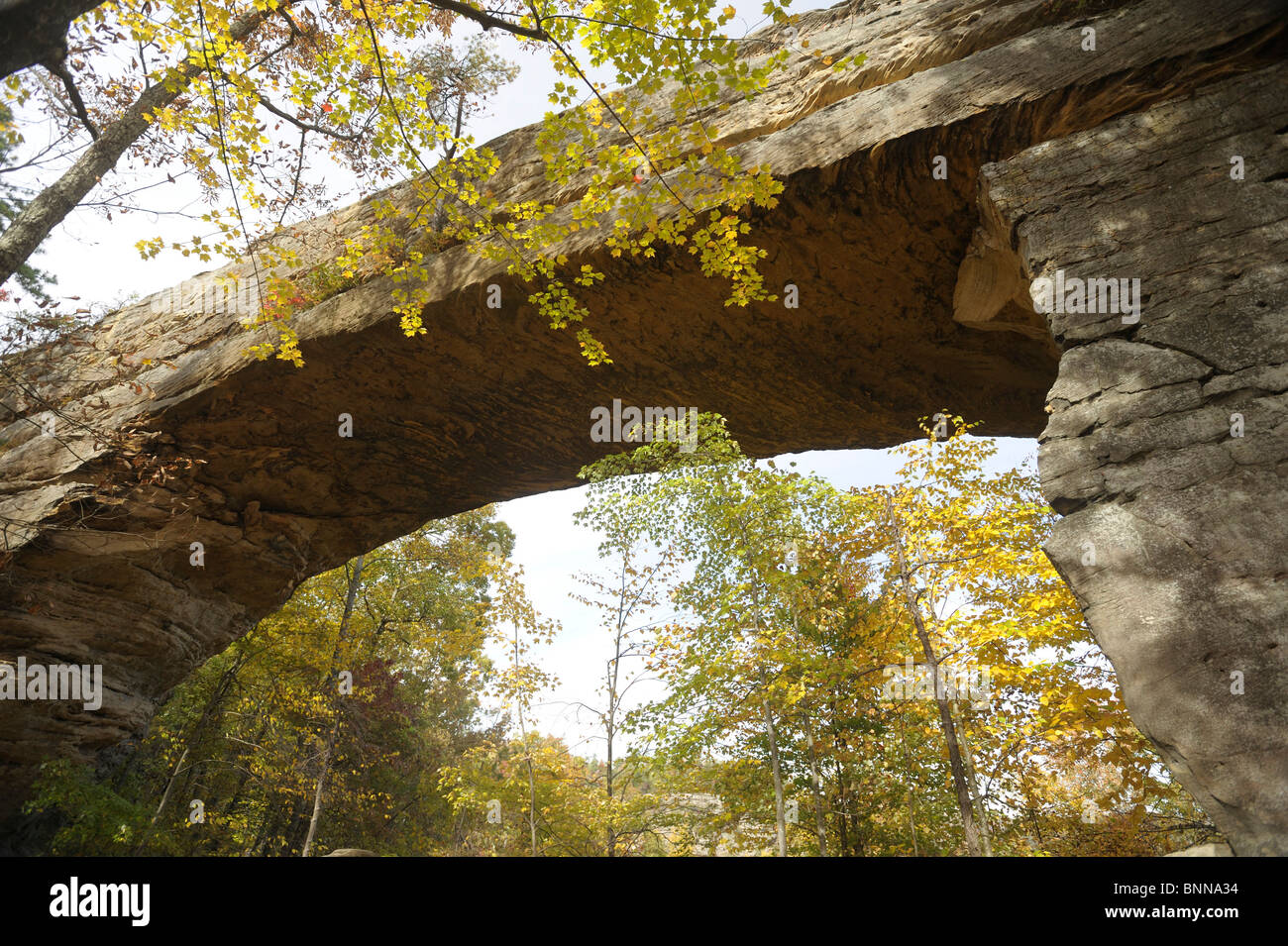 Natural Bridge Natural Bridge State Resort Park California USA America United States of America rocks arch arbres automne automne Banque D'Images