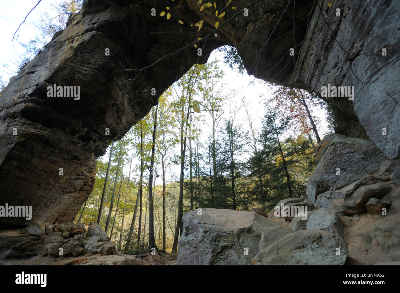 Grays Arch Daniel Boone National Forest La Red River Gorge Kentucky région géologique USA Amérique États-Unis d'Amérique Banque D'Images