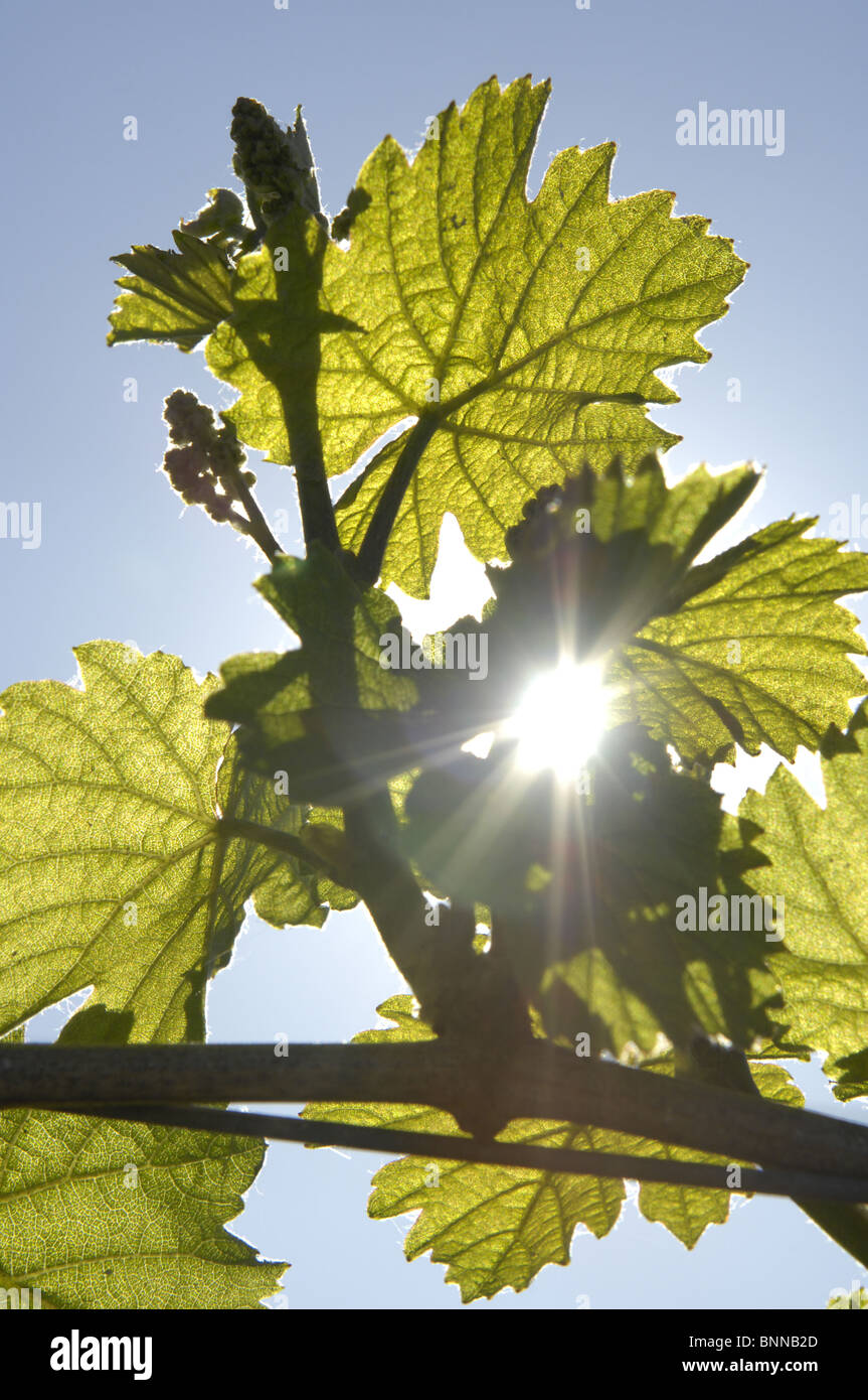 Route des vins du sud Allemagne Rhénanie-palatinat Palatinat la direction générale de l'usine de tige de la feuille, feuille noeud Banque D'Images