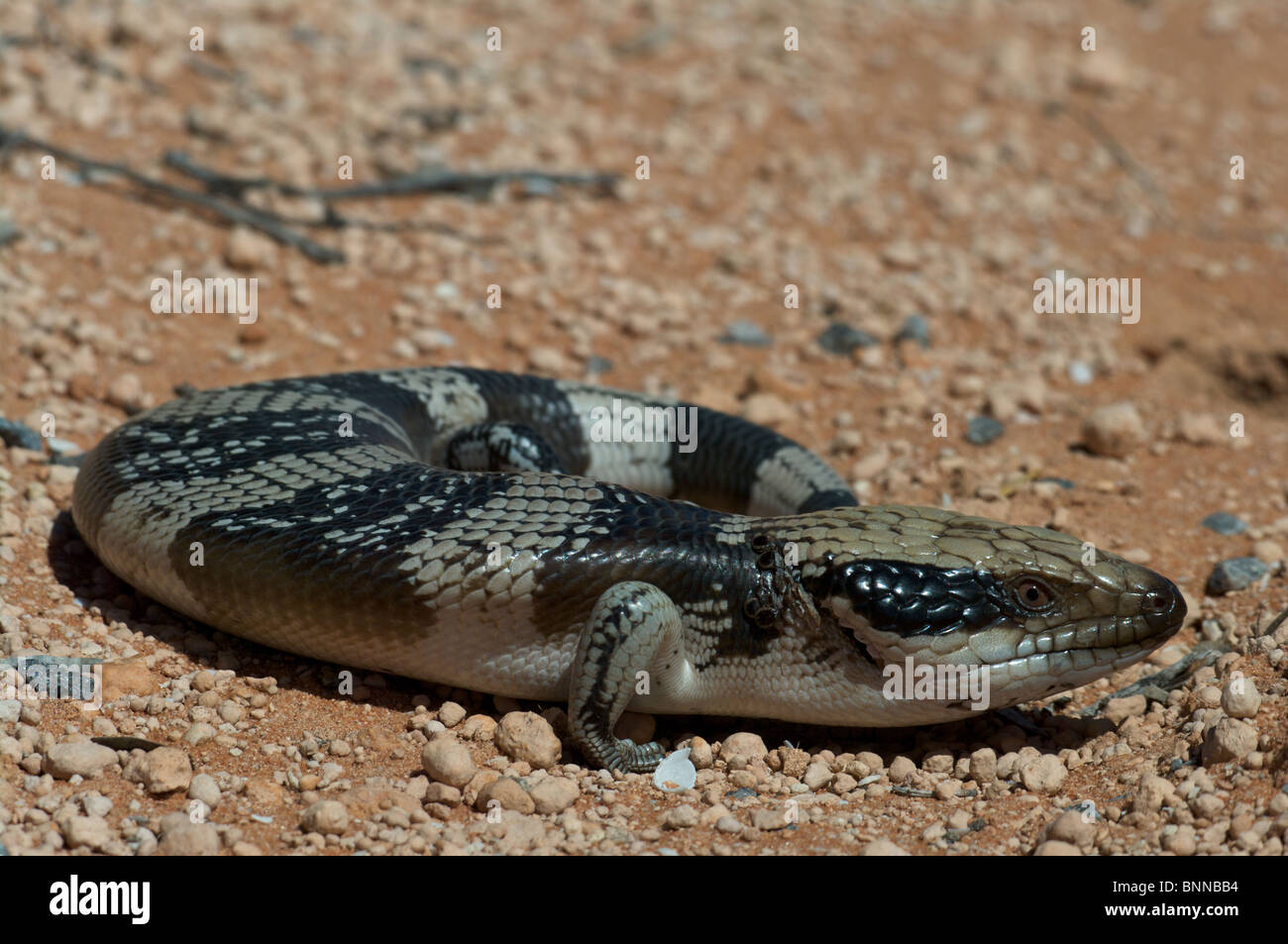 Un Western Blue-tongued Skink (Tiliqua occipital) aplati dans le gravier sur le perron, péninsule de l'ouest de l'Australie. Banque D'Images