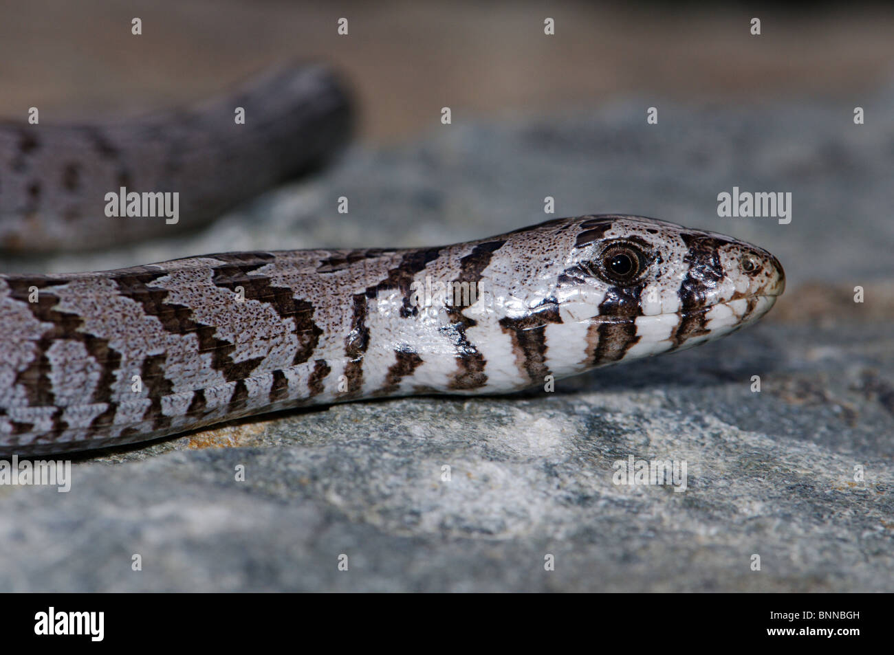 Verre européen ver Pseudopus apodus lente lézard lézard reptile thracius lézards reptiles en voie de disparition protégée portrait Grèce Banque D'Images