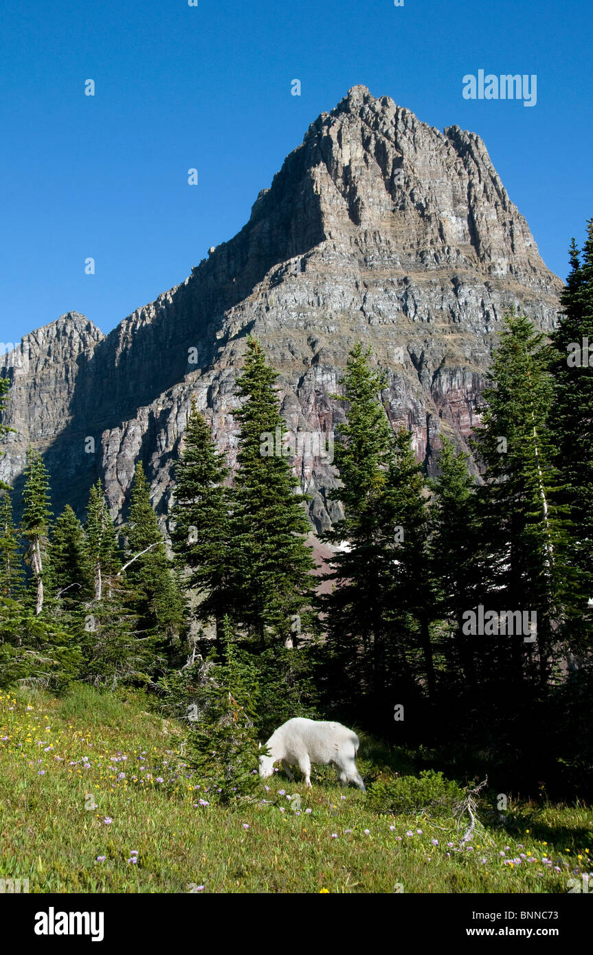 La chèvre de montagne Oreamnos americanus le glacier national park USA Montana montagnes meadow Banque D'Images