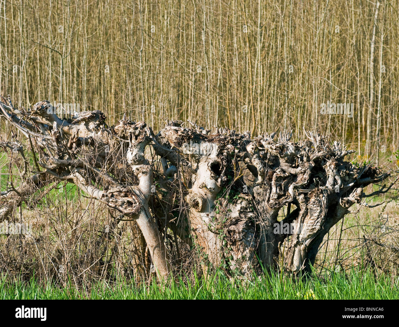 Vestiges de chocs et flailed en bordure d'arbre de haie - France. Banque D'Images