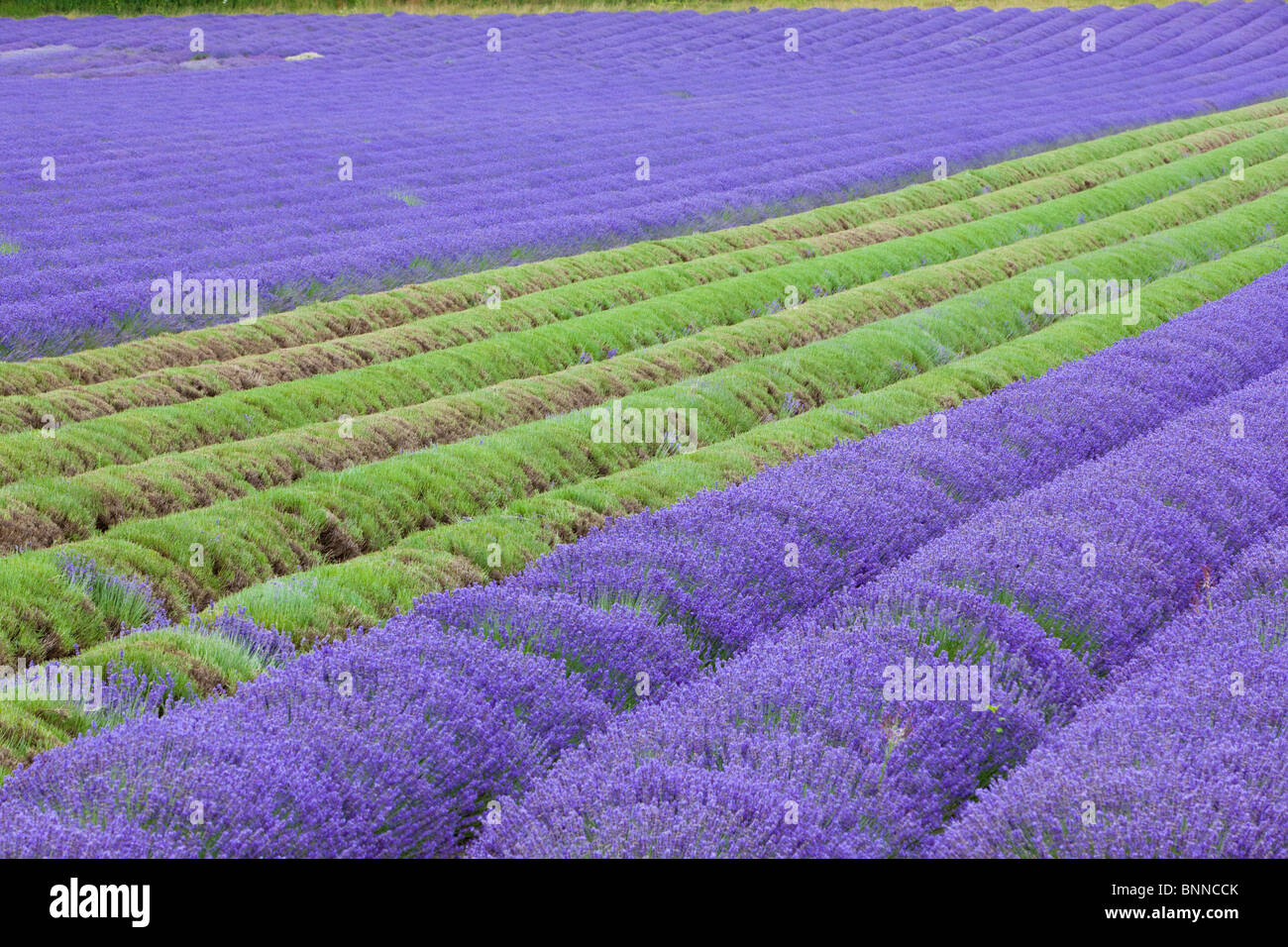 Champ de lavande récolté en partie à côté d'une ferme château225 entre Eynesford et Shoreham, vallée de la Darent, Kent, UK, l'été Banque D'Images Champ de lavande récolté en partie à côté d'une ferme château225 entre Eynesford et Shoreham, vallée de la Darent, Kent, UK, l'été Banque D'Images