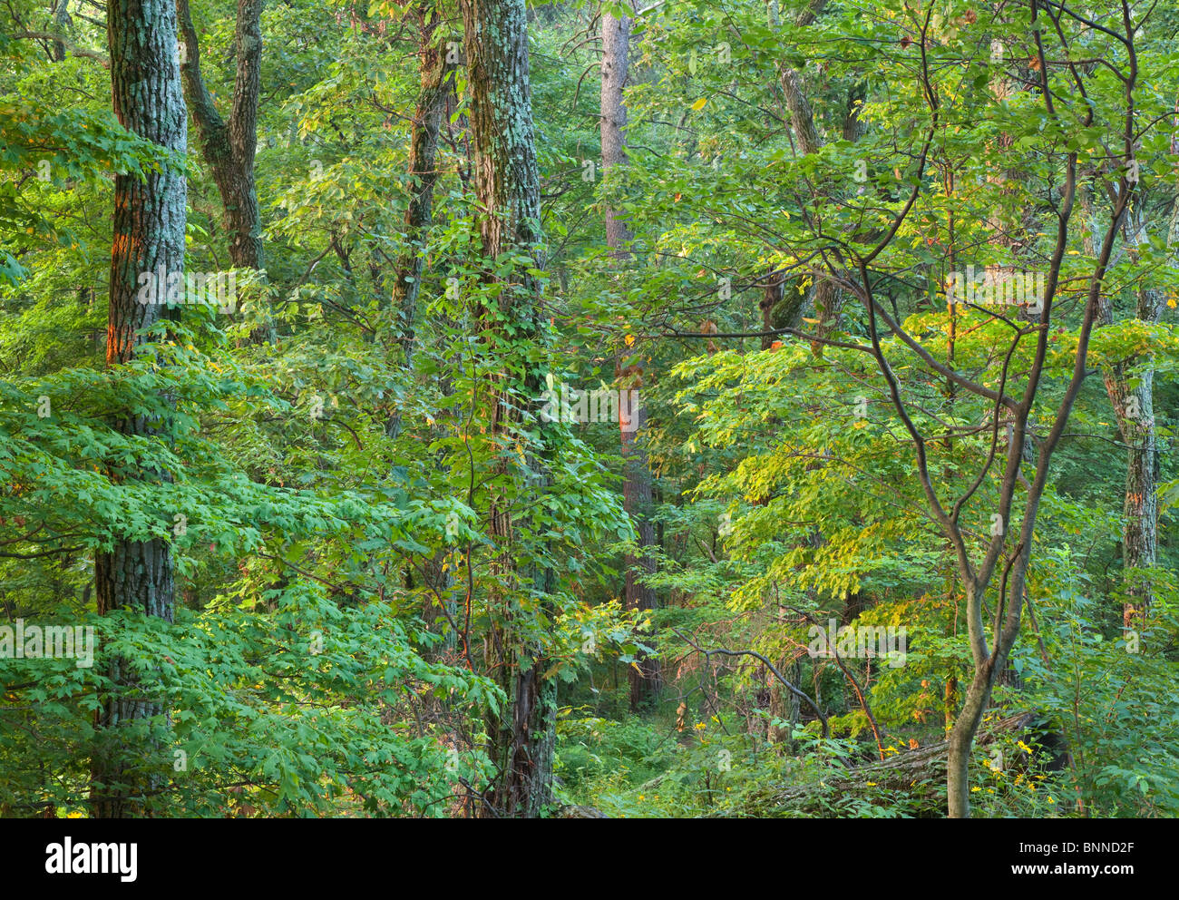 Forêt de chênes de montagne le long de la piste sur le Knobstone bouton rond, Clark State Forest, Indiana Banque D'Images