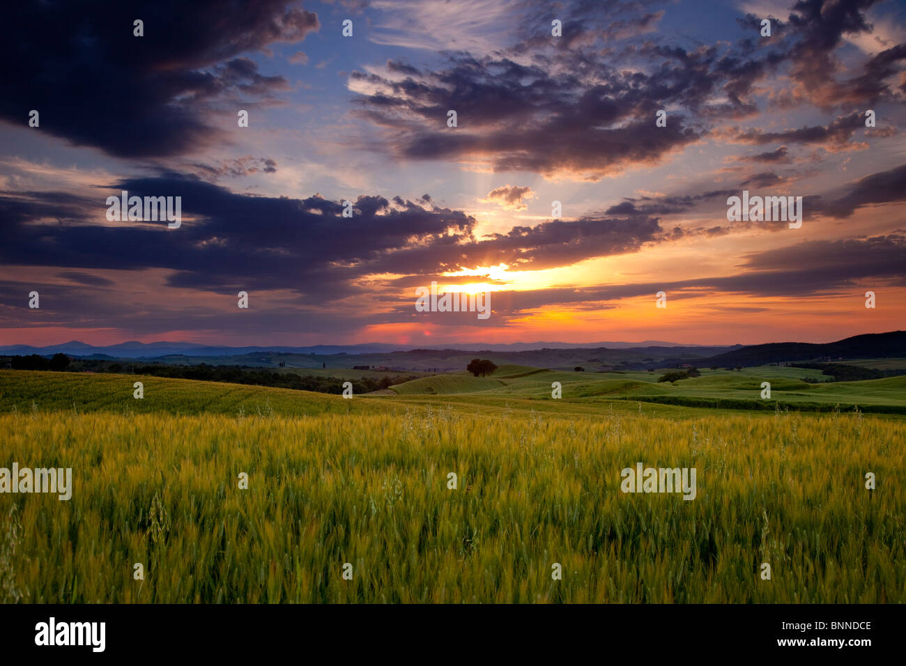 Coucher de soleil sur champ de blé près de Pienza, Toscane Italie Banque D'Images