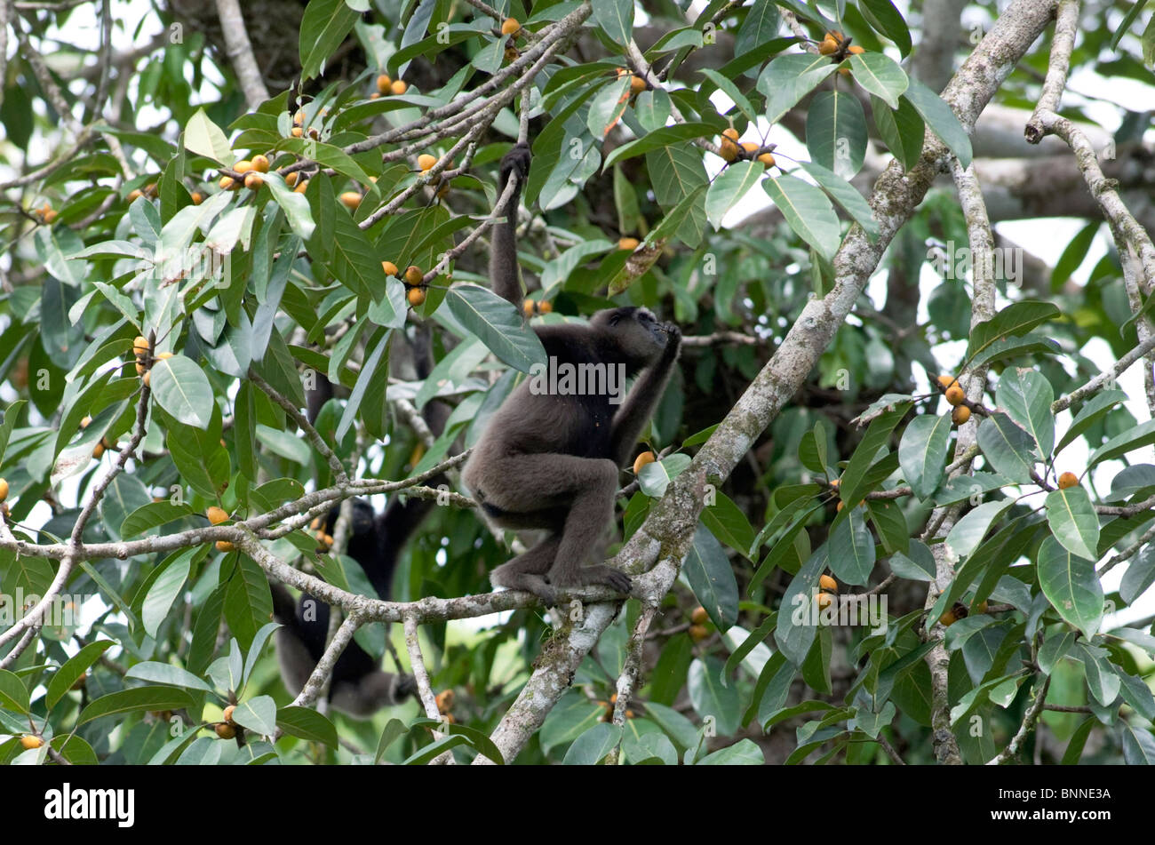 Paire de gibbons sauvages dans l'alimentation de la cime des fig. Banque D'Images