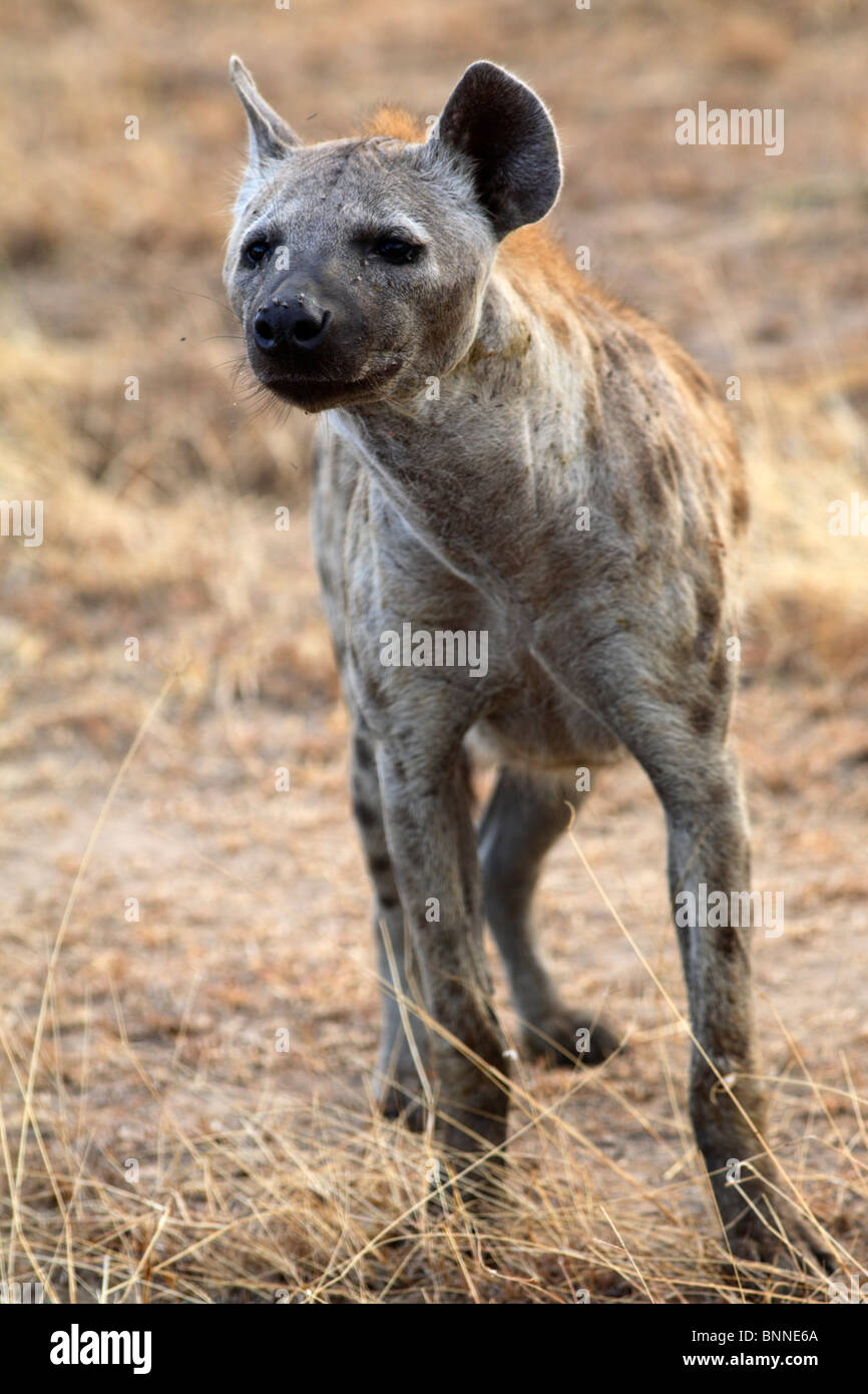 L'Hyène tachetée (Crocuta crocuta), Selous, Tanzanie Banque D'Images