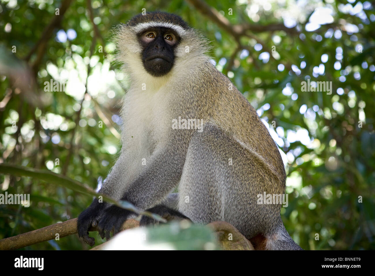Un singe à Entebbe Botanical Gardens, de l'Ouganda, l'Afrique de l'Est Banque D'Images