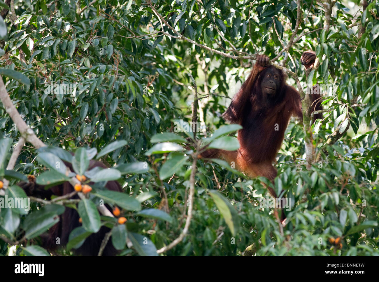 L'accouplement sauvage paire d'orangs-outans dans treetop Banque D'Images