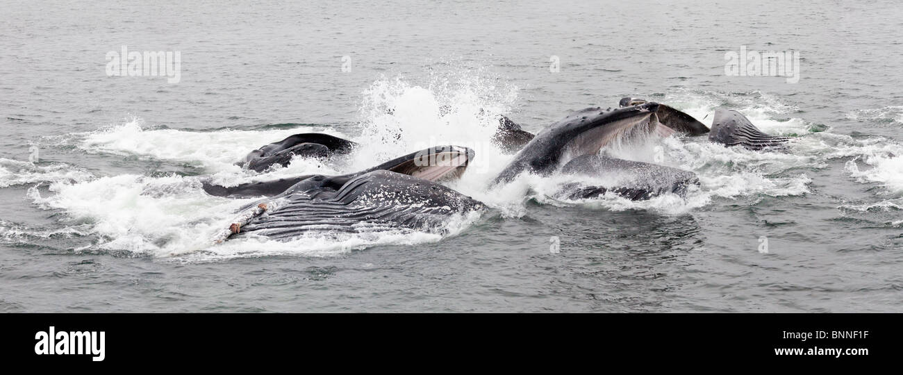 USA ; Alaska ; Icy tout droit ; les baleines à bosse net bulle - alimentation - Panorama haute résolution de plusieurs images composites Banque D'Images