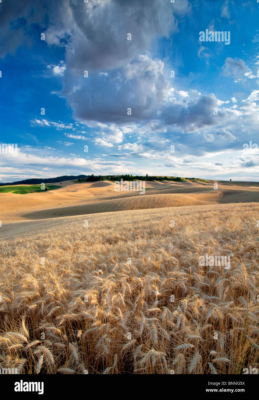 Nuages et champ de blé. La Palouse, Washington Banque D'Images