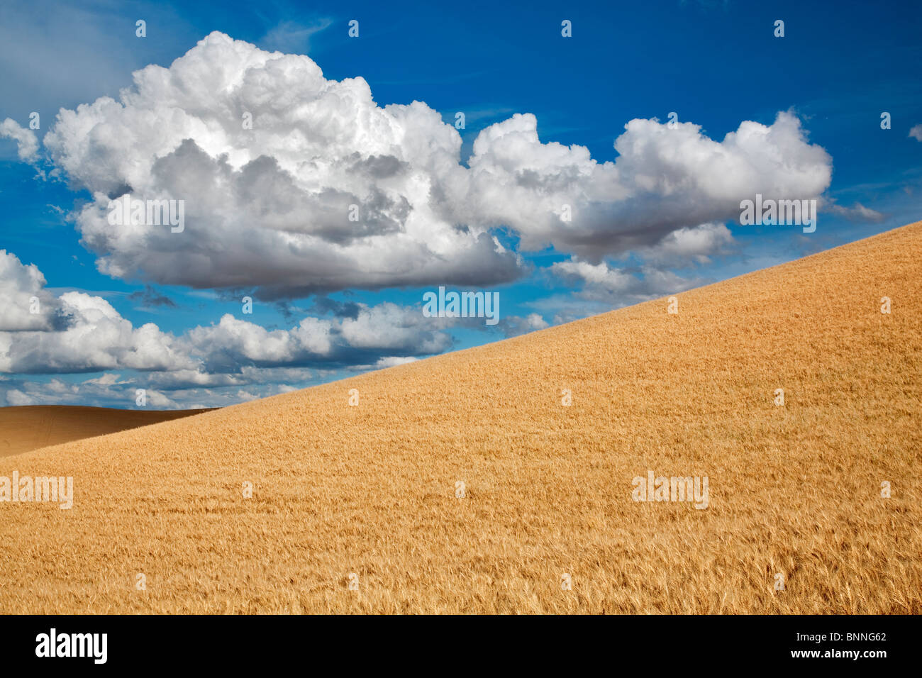 Nuages et champ de blé. La Palouse, Washington Banque D'Images