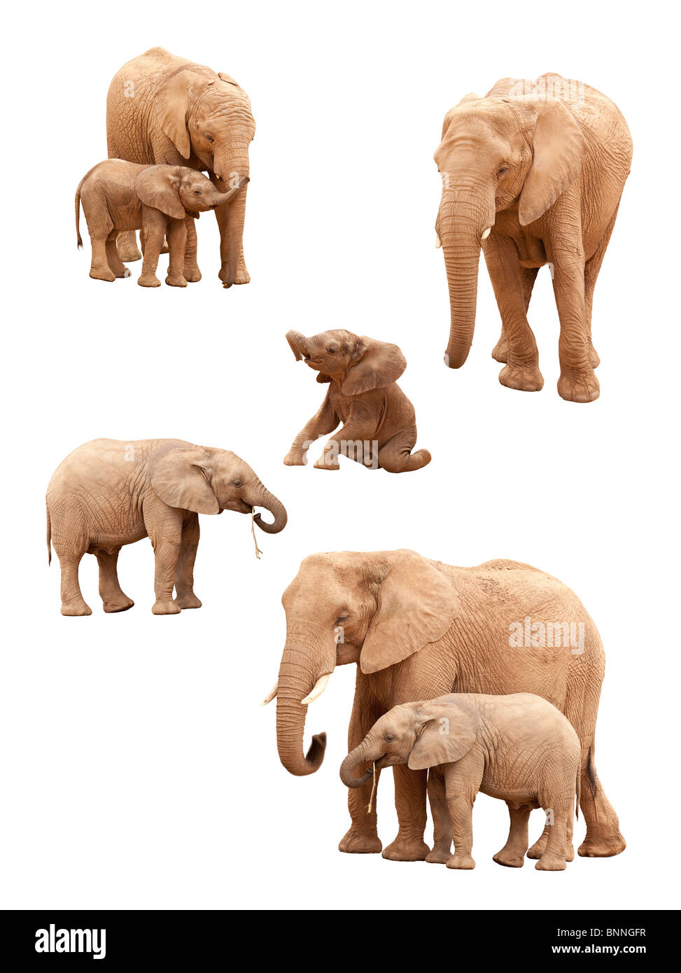 Jeu de bébé et éléphants adultes isolé sur un fond blanc. Banque D'Images