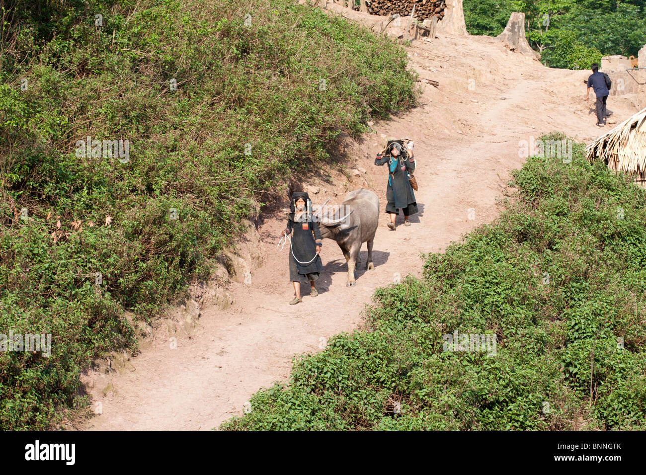 Deux femmes Akha à pied leurs buffalo sur le terrain Banque D'Images